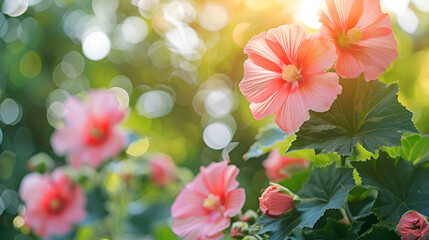 Wall Mural - Beautiful pink mallow flowers in the botanical garden in sunset lighting on a blurred natural background. Summer floral banner. Copy space.