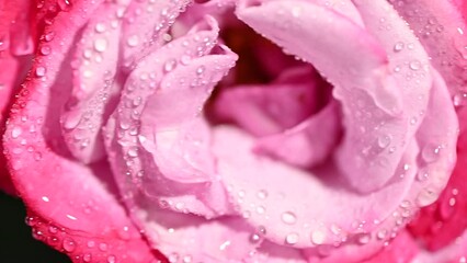 Poster - pink rose with water drops