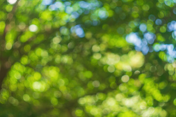 Wall Mural - blurred yellow green background of tree foliage illuminated by warm yellow sunlight on a summer day 