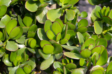 Wall Mural - Crassula ovata succulent plant (Jade plant)