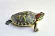 © Antonia - A Tiny Turtles Journey: A Red-Eared Slider on a White Canvas