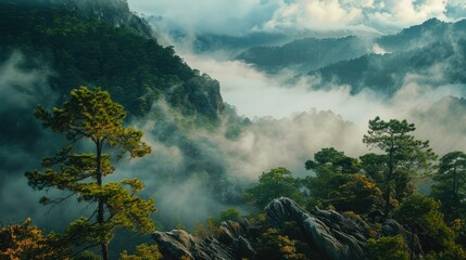 Wall Mural - Beautiful mountain view with forests and rocks and fog