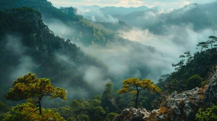 Wall Mural - mountain view with forests and rocks and fog