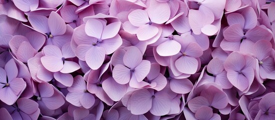 Poster - Close up of light purple pink hydrangea petals Beautiful background. Creative banner. Copyspace image