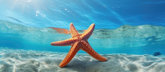 Poster - reproduction of a prehistoric starfish. Creative banner. Copyspace image