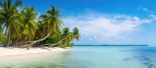 Poster - Beautiful tropical scenery in natural island environment of tall palm trees growing on the seashore next to the open sea. Creative banner. Copyspace image