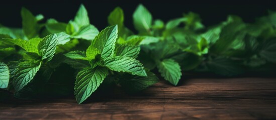 Aufkleber - mint on a dark wood background toning selective focus to the middle leaves of mint. Creative banner. Copyspace image