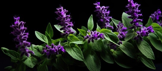 Wall Mural - ocimum tenuiflorum which has many flowers on one flower stalk. creative banner. copyspace image