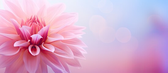 Poster - abstract blur background for web design pink flower colorful blurred wallpaper. Creative banner. Copyspace image