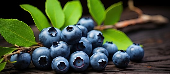 Poster - blueberries on a branch. Creative banner. Copyspace image