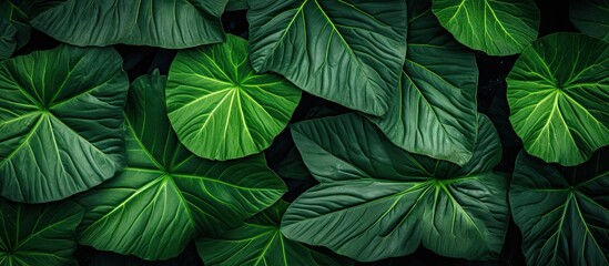 Poster - texture of taro leaves photo taken from under the leaves. Creative banner. Copyspace image