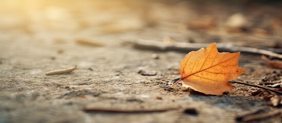 Aufkleber - beautiful leaf at the ground. Creative banner. Copyspace image