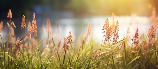 Poster - Flower plants in summer green grass. Creative banner. Copyspace image