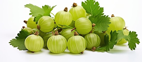Poster - Green Gooseberries with leaf isolated on white background. Creative banner. Copyspace image