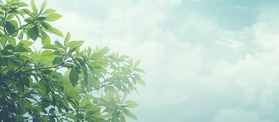 Poster - Leaf below the blur sky. Creative banner. Copyspace image