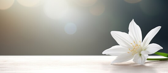 Poster - white natural flower called star of belen and a background table. Creative banner. Copyspace image