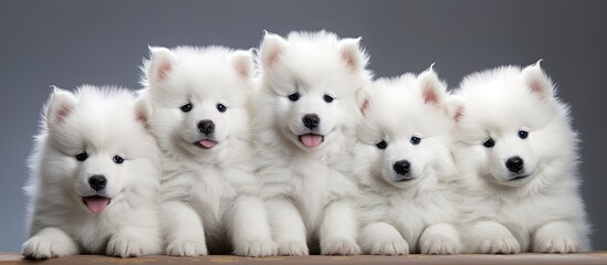 Poster - Samoyed dog puppies. Creative banner. Copyspace image