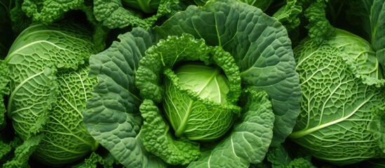 Aufkleber - Fresh green Savoy cabbage Cabbage savoy kale green many round fruits close up vegetable base Fresh green savoy cabbages as background top view nobody. Creative banner. Copyspace image