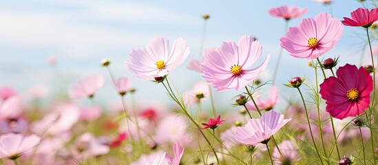 Sticker - Field of cosmos flower beautiful. Creative banner. Copyspace image