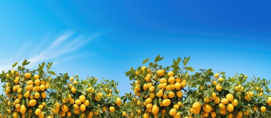 Poster - lemon trees line in blue sky. Creative banner. Copyspace image