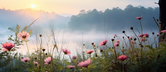 Wall Mural - Wild flowers in the morning. Creative banner. Copyspace image