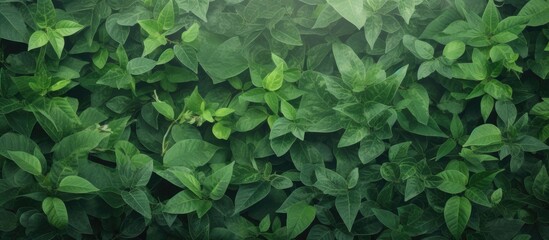 Poster - Abstract green leaf background. Creative banner. Copyspace image