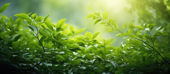 Wall Mural - the soft sunlight is passing through the luscious green canopy. creative banner. copyspace image