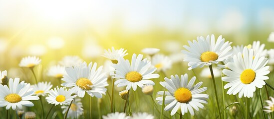Poster - Closeup of daisy meadow in summer day. Creative banner. Copyspace image