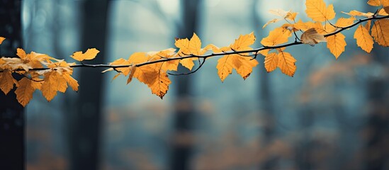Poster - leaves tinged with autumnal tints. Creative banner. Copyspace image