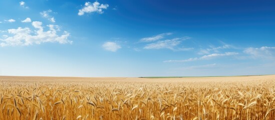 Canvas Print - Vast wheat plantation against blue sky background. Creative banner. Copyspace image