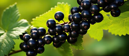 Poster - Macro twigs with black currant berries. Creative banner. Copyspace image