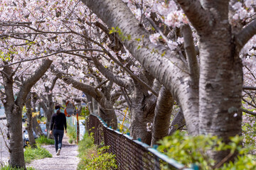 Wall Mural - 桜のアーチ　春のイメージ