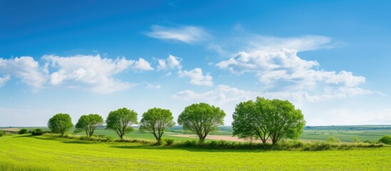 Poster - Green trees standing in the middle of the field. Creative banner. Copyspace image