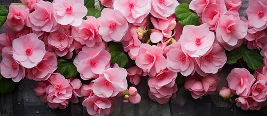 Poster - Beautiful pink begonia flower blooming on the vertical garden. Creative banner. Copyspace image