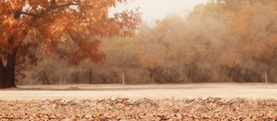 Wall Mural - photo of dry leaf litter from trees. Creative banner. Copyspace image