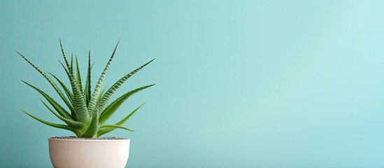 Poster - aloe vera plant in pot. Creative banner. Copyspace image