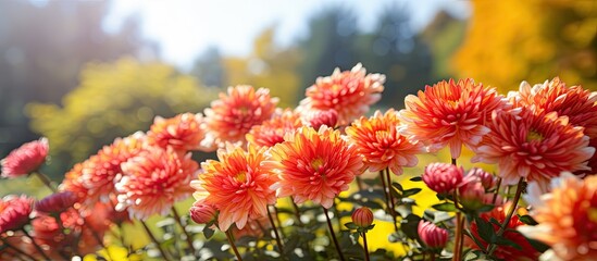 Poster - Beauty chrysanthemums close up in autumn Sunny day in the garden Autumn flowers Flower head. Creative banner. Copyspace image