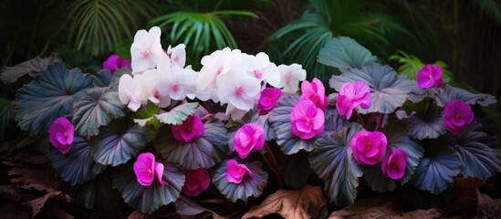Poster - Purple leaves with white flowers of begonia surrounded by green leaved plants. Creative banner. Copyspace image