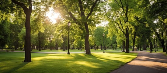 Wall Mural - crisply evening sun and powerful luscious green trees in the park. creative banner. copyspace image