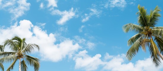 Poster - A grove of palm trees as seen from below against blue sky and white clouds. Creative banner. Copyspace image