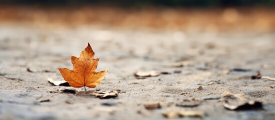 Aufkleber - beautiful leaf at the ground. Creative banner. Copyspace image