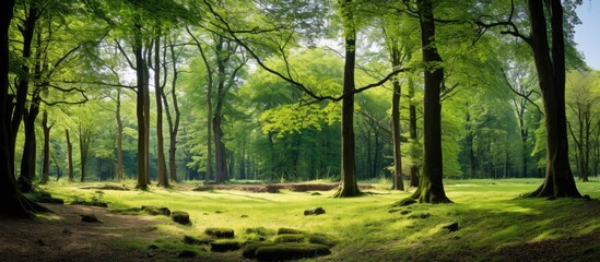 Poster - Ground view of nature environment tree forest with trees and blue sky in background concept of outdoor natural beautiful wood place. Creative banner. Copyspace image