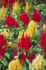 Wall Mural - Bed of colorful celosia woolflowers