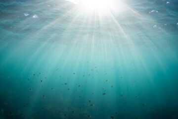Wall Mural - Beautiful sun beam underwater in the ocean.