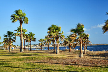 Sticker - palm trees and beaches on the Mediterranean coast on the island of Cyprus