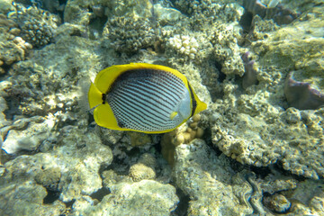 Wall Mural - A coral fish - Blackbacked butterflyfish (chaetodon melannotus) taken in the Red Sea. 