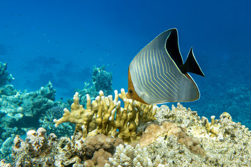 Wall Mural - A coral fish - Hooded butterflyfish (Chaetodon larvatus) in the Red Sea, Egypt. 