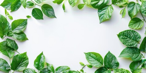Wall Mural - A frame of green leaves spread across a white background