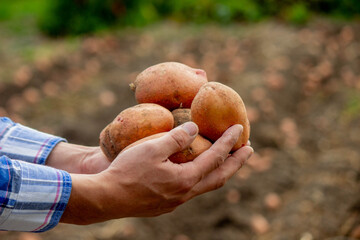 Wall Mural - Freshly harvested organic potato harvest. Farmer in garden