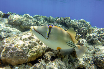 Wall Mural - A coral fish - Picasso triggerfish Rhinecanthus assasi. Taking in Red Sea, Egypt. 